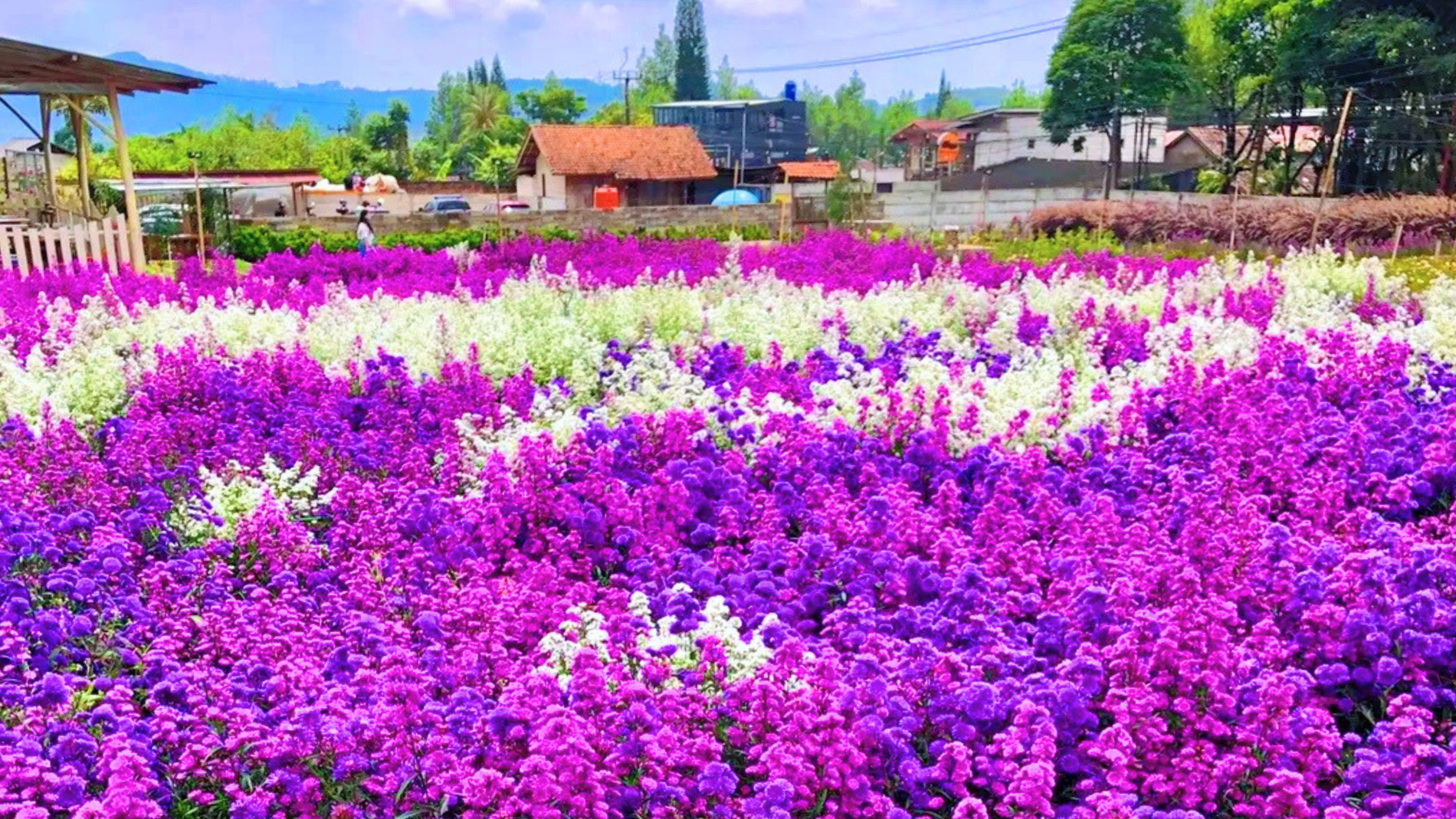 Gia’s Grange: Destinasi Estetik untuk Liburan Santai dan Berfoto di Lembang, Bandung Barat