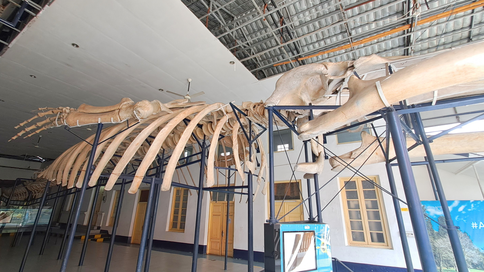 Mengenal Dunia Hewan Lebih Dekat di Museum Zoologi Bogor