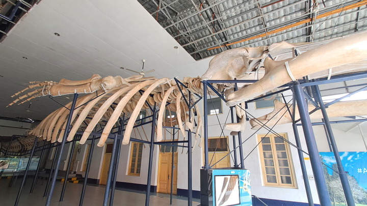 Mengenal Dunia Hewan Lebih Dekat di Museum Zoologi Bogor