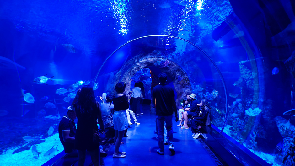 Serunya Menjelajah Dunia Bawah Laut di BXSea Oceanarium