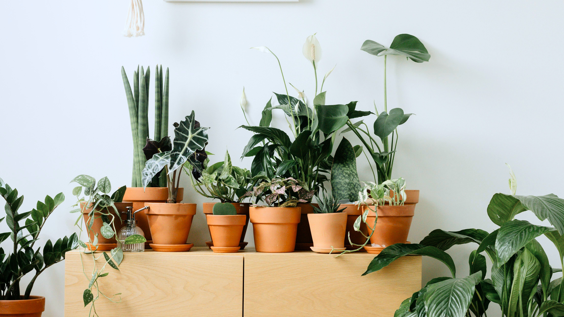 Menggunakan Tanaman Indoor untuk Memperindah dan Menyegarkan Tata Ruang