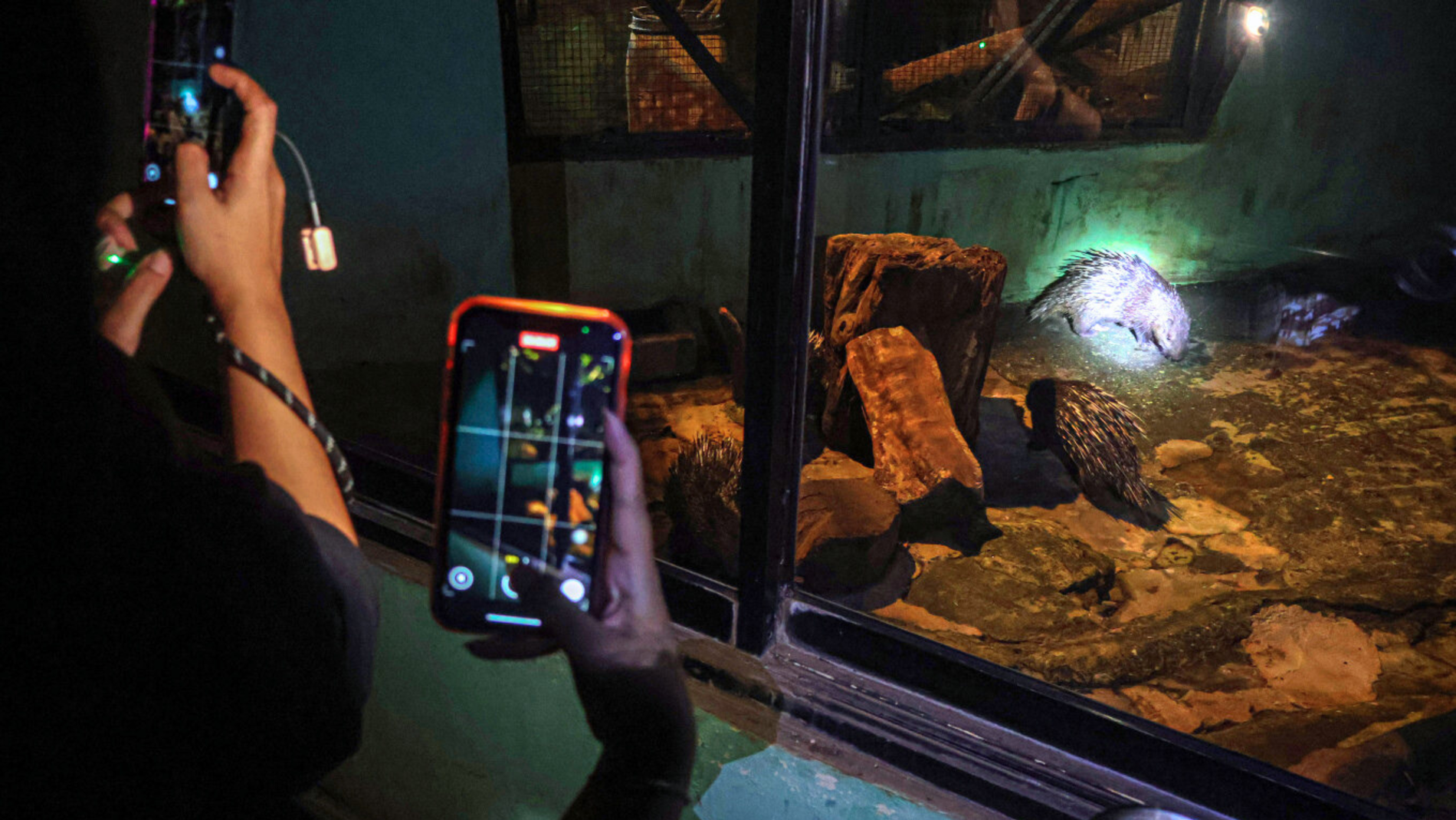 Menikmati Pesona Malam di Ragunan: Sensasi Baru Melihat Satwa Nokturnal